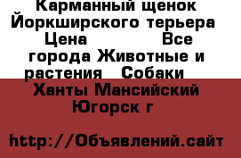 Карманный щенок Йоркширского терьера › Цена ­ 30 000 - Все города Животные и растения » Собаки   . Ханты-Мансийский,Югорск г.